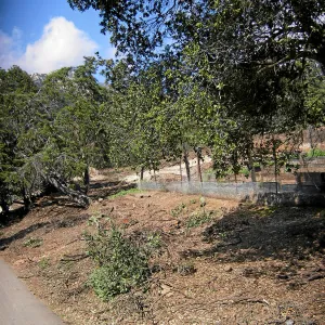 Fire clearance of brush at SBBG