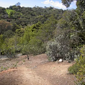 Fire clearance of brush at SBBG