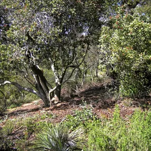 Fire clearance of brush at SBBG