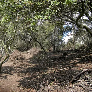 Fire clearance of brush at SBBG