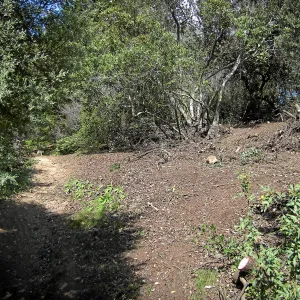 Fire clearance of brush at SBBG