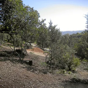 Fire clearance of brush at SBBG