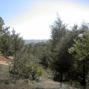 Fire clearance of brush at SBBG