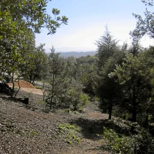 Fire clearance of brush at SBBG