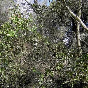 Fire clearance of brush at SBBG