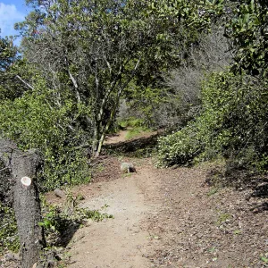 Fire clearance of brush at SBBG