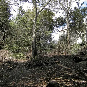 Fire clearance of brush at SBBG
