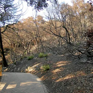 Woodland Trail, after the Jesusita Fire