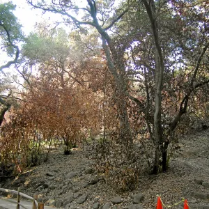 Woodland Trail, after the Jesusita Fire