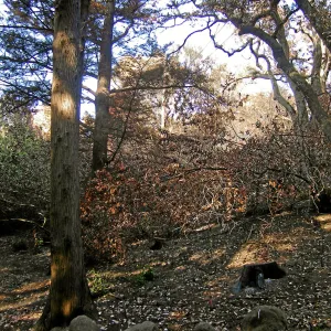 Canyon, after the Jesusita Fire
