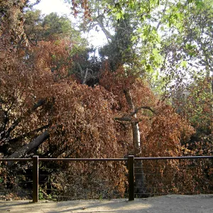 After the Jesusita Fire, Dam Overlook