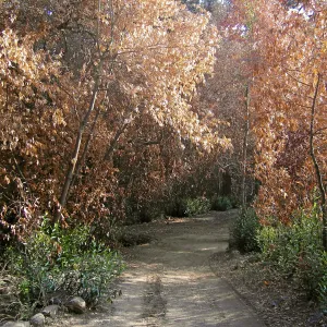 Canyon, after the Jesusita Fire