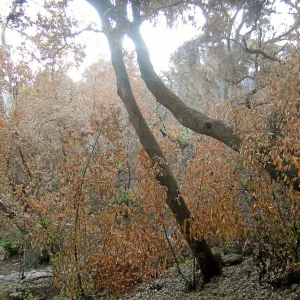 Canyon, after the Jesusita Fire