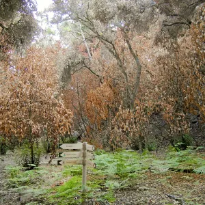 Canyon, after the Jesusita Fire