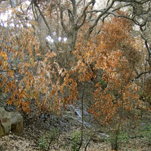 Canyon, after the Jesusita Fire
