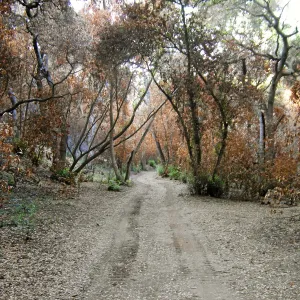 Canyon, after the Jesusita Fire
