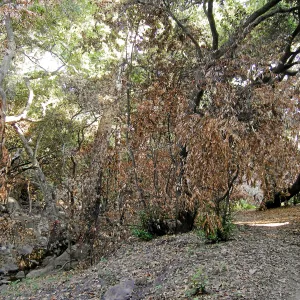 Canyon, after the Jesusita Fire