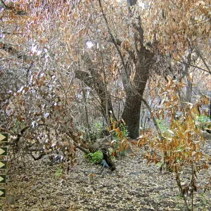 Trail markers, after the Jesusita Fire
