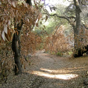 Canyon trails, after the Jesusita Fire