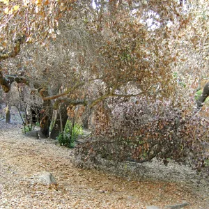 Canyon trails, after the Jesusita Fire