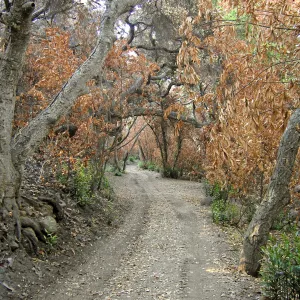 Canyon trails, after the Jesusita Fire