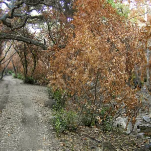 Canyon trails, after the Jesusita Fire