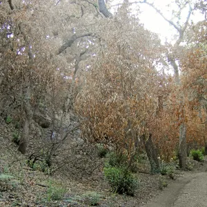 Canyon trails, after the Jesusita Fire