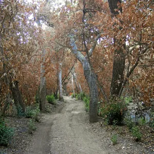 Canyon trails, after the Jesusita Fire
