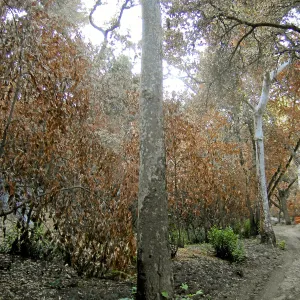 Canyon trails, after the Jesusita Fire