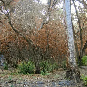 Canyon, after the Jesusita Fire