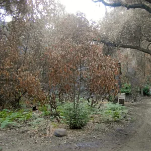 Canyon, after the Jesusita Fire