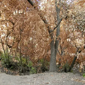 Canyon, after the Jesusita Fire