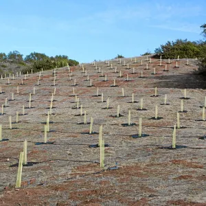 Torrey Pine planting at Hayhill property