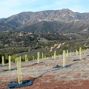 Torrey Pine planting at Hayhill property