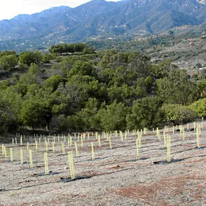 Torrey Pine planting at Hayhill property