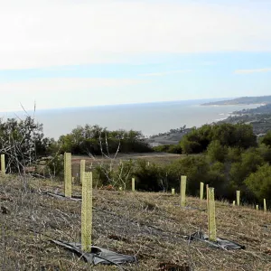 Torrey Pine planting at Hayhill property