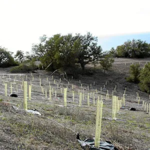 Torrey Pine planting at Hayhill property