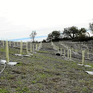 Torrey Pine planting at Hayhill property