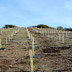 Torrey Pine planting at Hayhill property