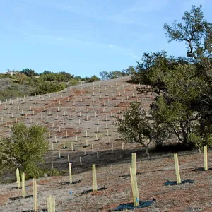 Torrey Pine planting at Hayhill property