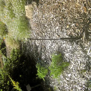 Irrigation press pictures