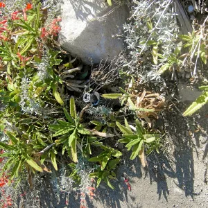 Irrigation press pictures