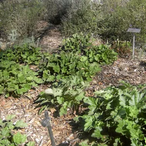 Irrigation press pictures