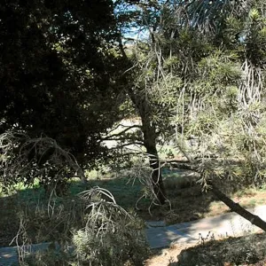 View to Meadow Terrace, from North west top of steps