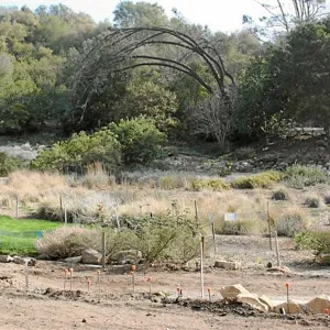 Meadow Terrace, east from Terrace, with arching Gray Pine