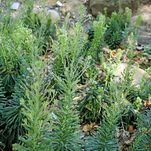 Arabis hoffmannii