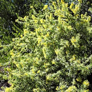 Berberis nevenii