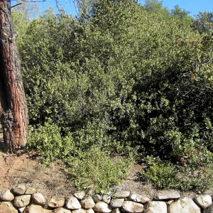 Brush along Mission Canyon Road