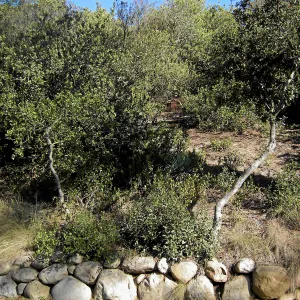 Brush along Mission Canyon Road