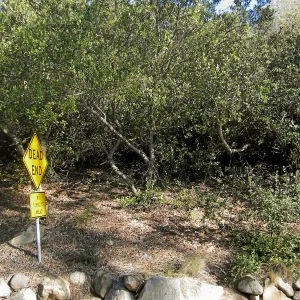 Brush along Mission Canyon Road